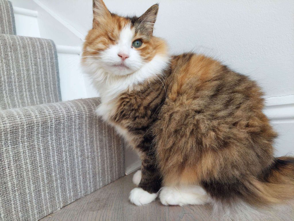 Lula the Cat. Credit: Herself.