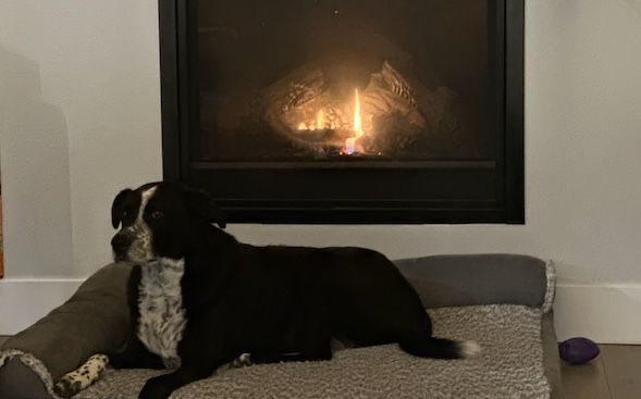 Picture of a dog sitting by the fireplace